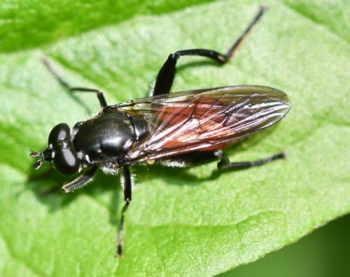 Brachypalpoides lentus